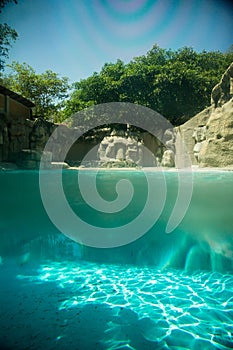 Polar Bear in Guadalajara Zoo