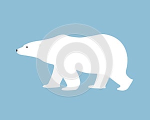 Polar bear hand drawn illustration, flat style