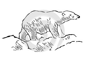 Polar bear hand drawn illustration. Walking polar bear, side view