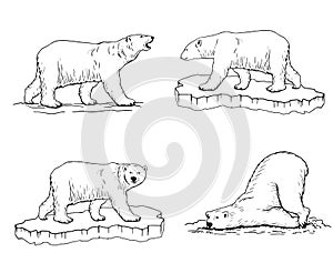 polar bear. Hand drawn illustrations. Vector sketch