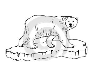 polar bear. Hand drawn illustrations. Vector sketch