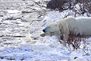 Polar Bear Having a Nap