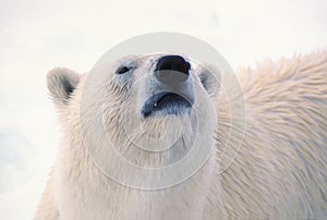 Polar bear head