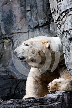 Polar bear head