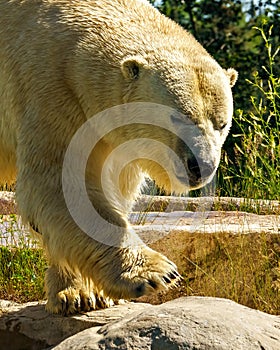 Polar Bear Photo and Image. Bear head close-up front view walking on rock with tree background and enjoying its environment. Head