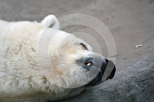 Polar bear head portrait, the animal lays on grey stone background.