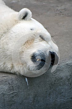 Polar bear head portrait, the animal lays on grey stone background.