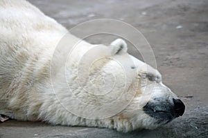 Polar bear head portrait, the animal lays on grey stone background.