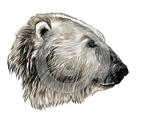 Polar bear head in profile