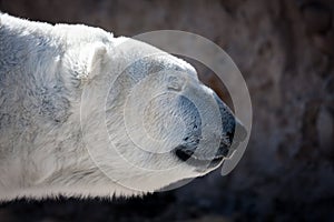 Polar Bear Head Shot in Profile