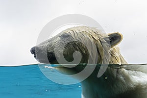 Polar bear head swimming under water in the zoo