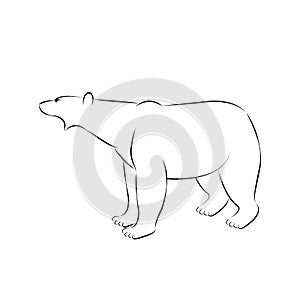 Polar bear head vector illustration