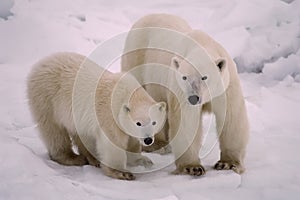 Orso polare suo cucciolo 