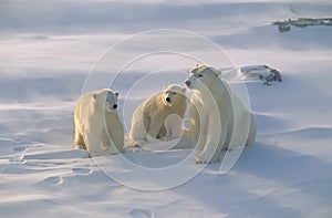 Polar bear with her cubs