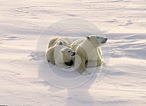 Polar bear with her cubs