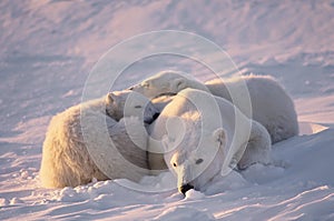 Polar bear with her cubs