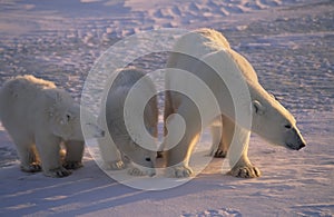 Polar bear with her cubs