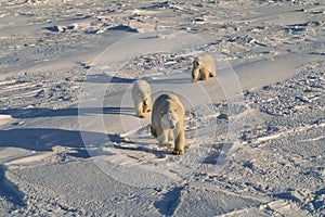 Polar bear with her cubs