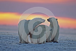 Polar bear with her cubs against sunset