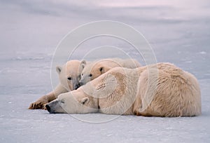 Polar bear with her yearling cubs