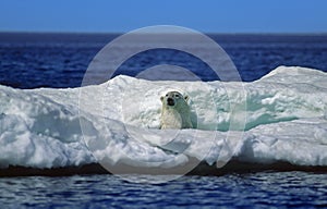 Polar bear hiding in ice floe