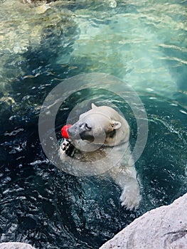 A Polar Bear and His Red Ball