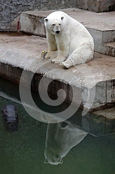 Polar bear and his reflection