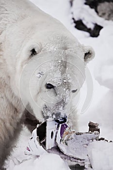 Polárny medveď odpadky v jeho zuby 