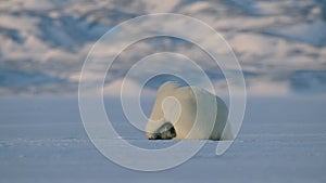 Polar bear hunt a Ringed seal and eat it for surviving