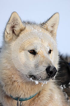 Polar-bear hunter sled dog with ice in its beard