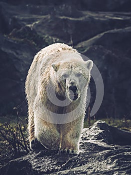 Polar Bear hunting for its prey in Spitzbergen.
