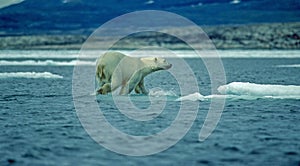 Polar bear on ice floe