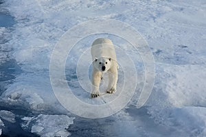 Polar bear on an ice floe. Arctic predator