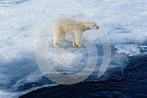 Polar bear on an ice floe. Arctic predator