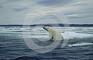 Polar bear on ice floe in Canadian Arctic