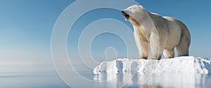 Polar bear on ice floe. Melting iceberg and global warming