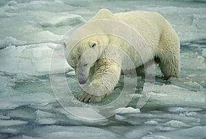 Polar bear in ice floe on shore of Hudson\'s Bay