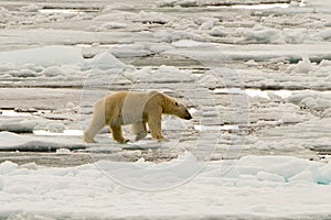 Polar Bear of the Ice Pack