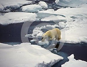 Polar Bear on Ice, Svalbard photo