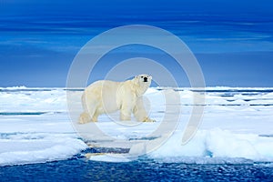 Polar bear on the ice. Two bears love on drifting ice with snow, white animals in nature habitat, Svalbard, Norway. Animals