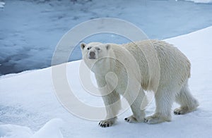 Polar Bear on Ice Yukon photo