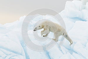 Polar bear on iceberg