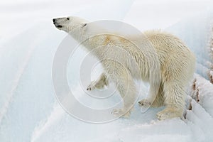 Polar bear on iceberg