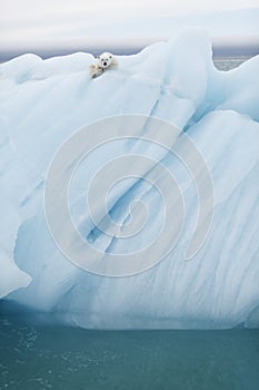 Polar bear on iceberg