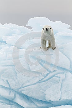 Polar bear in iceberg