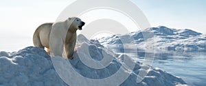 Polar bear on iceberg. Melting ice and global warming