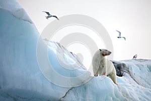 Polar bear on iceberg and rare ivory gulls