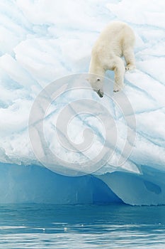 Polar bear on iceberg