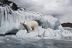 Polar bear among the ices near the frozen sea