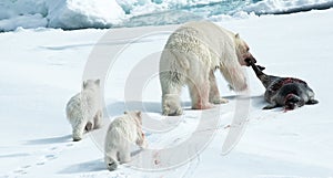 Polar Bear, IJsbeer, Ursus maritimus